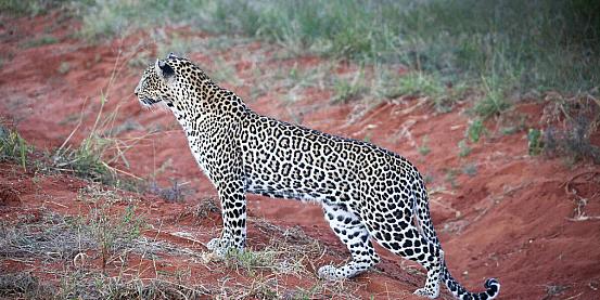 leopardo 2