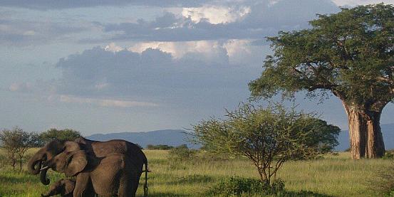 elefanti & savana