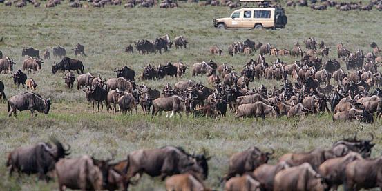 in tanzania per la grande migrazione nel serengeti...