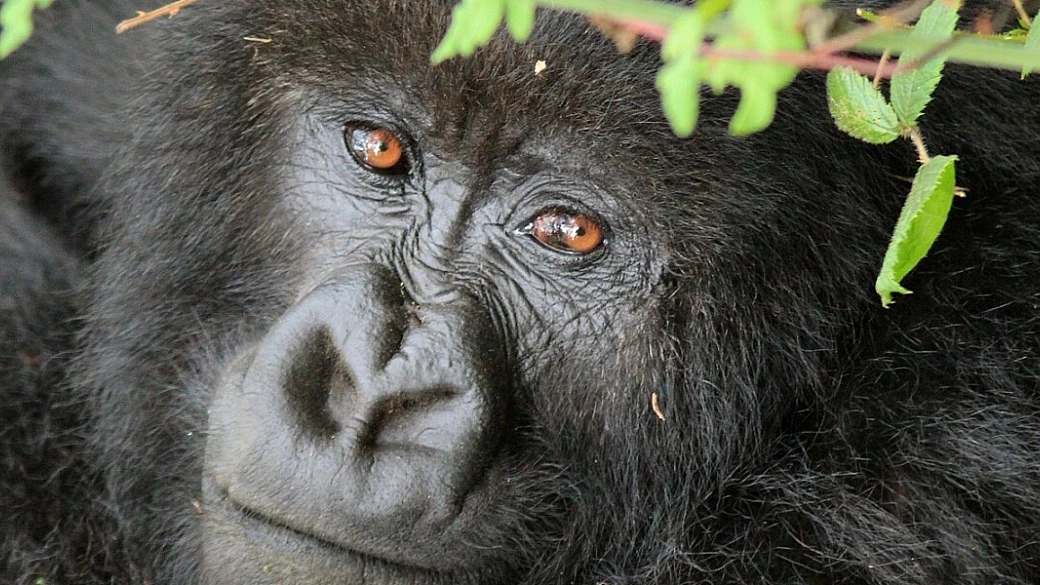 uganda e rwanda: l'africa dei miei sogni