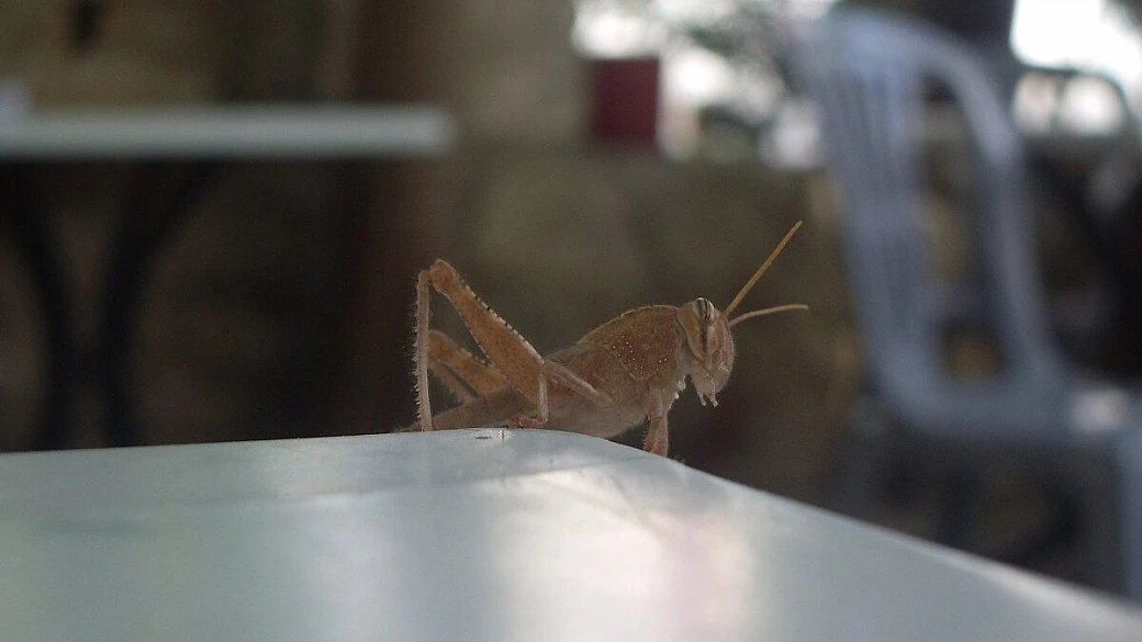 da igoumenitsa a sifnos, scampando ai roghi