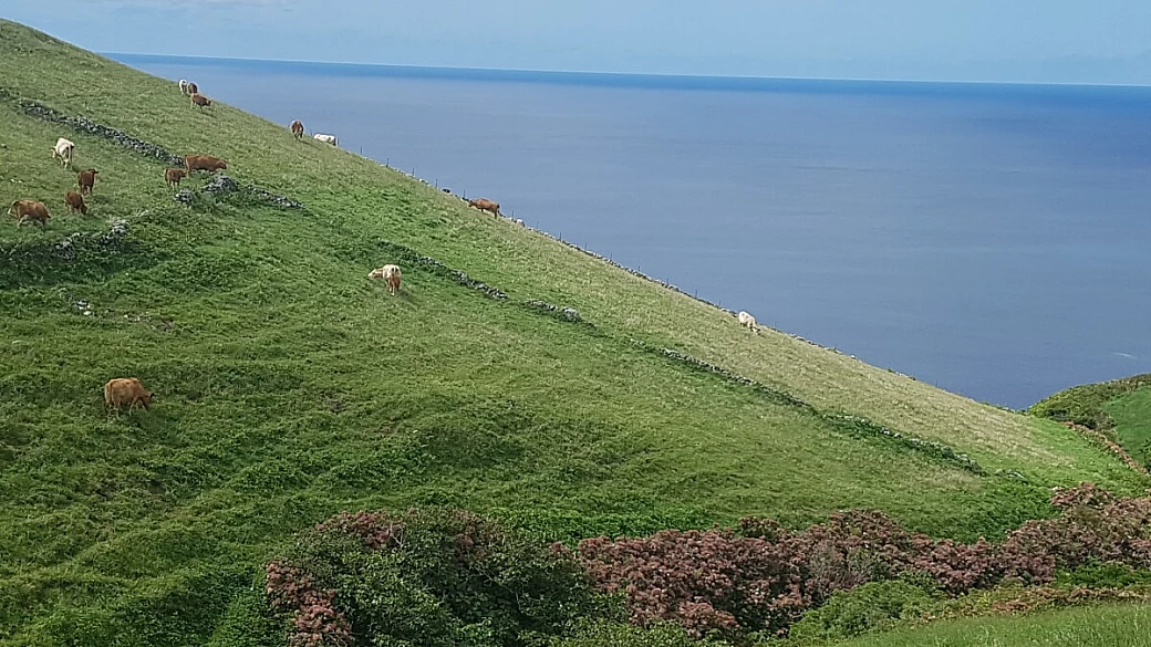 isole azzorre: fra balene e vulcani!