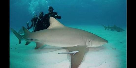 bahamas shark expedition