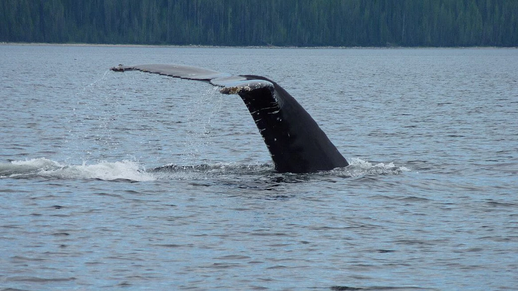 québec: città, paesaggi incantati, balene