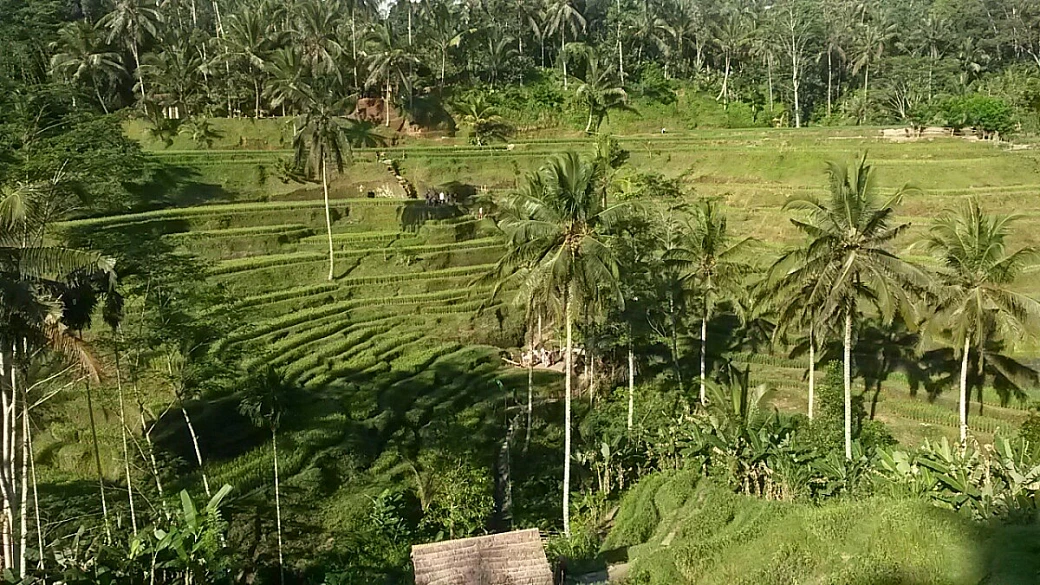 bali in libertà
