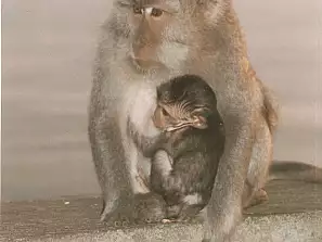 mamma scimmia con il suo piccolo