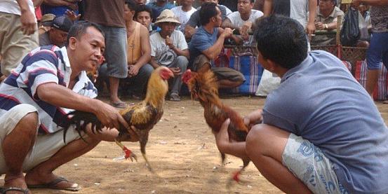 TAJEN di combattimento di galli a Bali 4