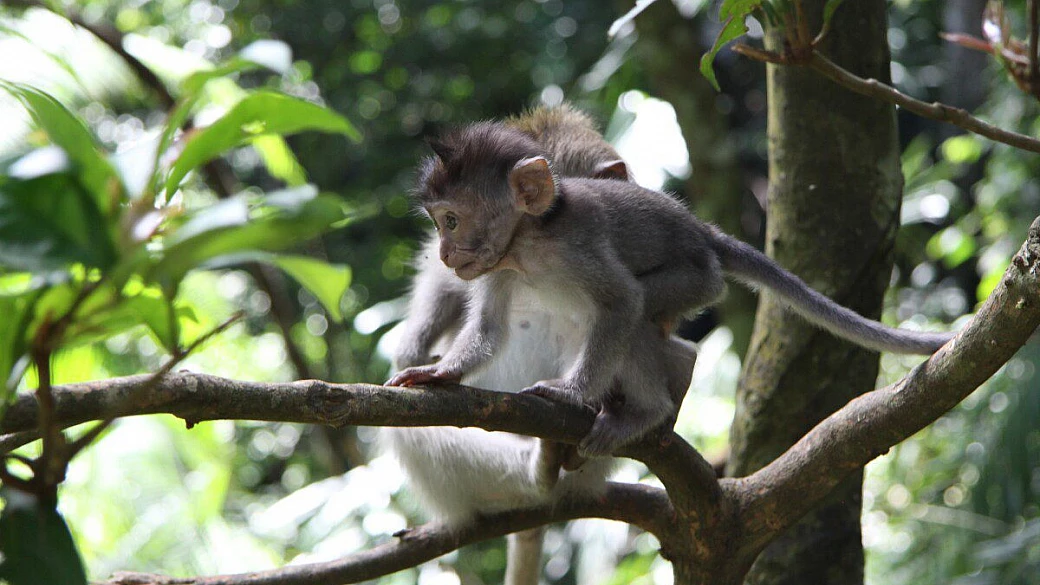 bali e le isole gili... splendida indonesia !!!