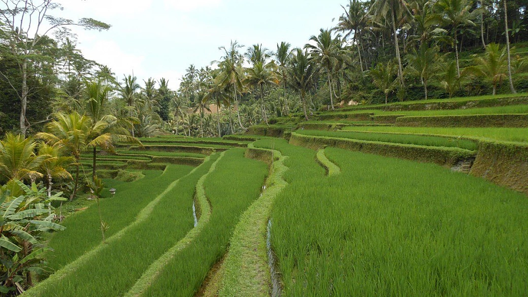 terima kasih indonesia