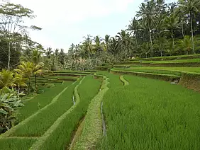 bali-region-6w5s3