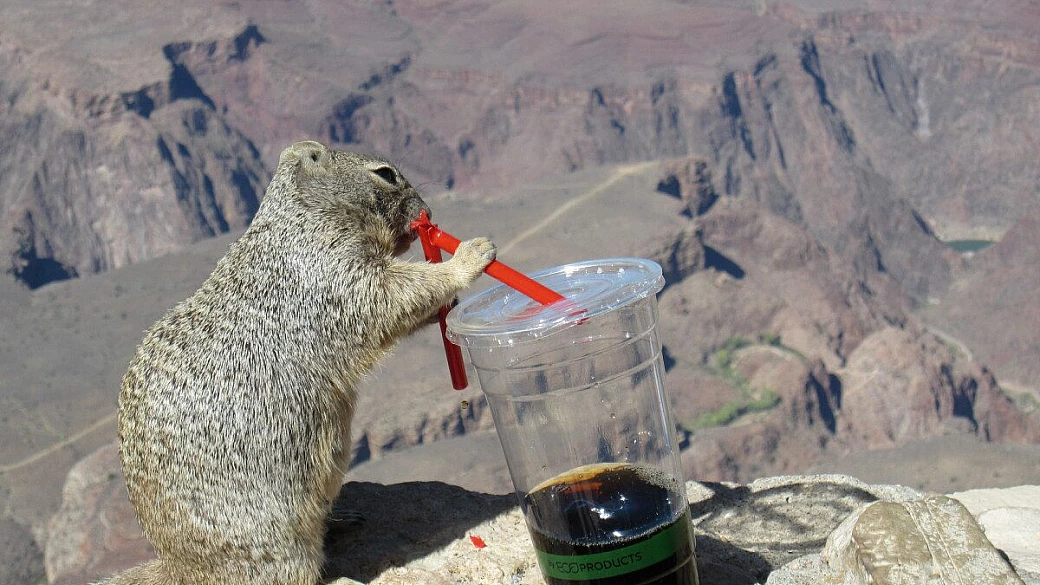 una luna di miele da sogno: dalla west coast californiana alle barbados