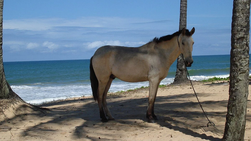 a zonzo per il brasile