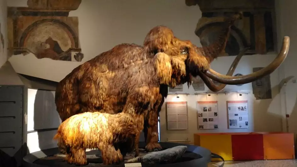 mammut al museo di scienze naturali di bergamo alta