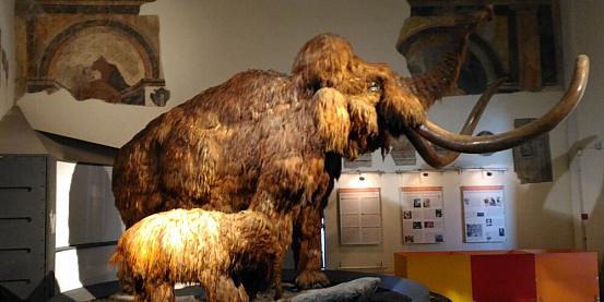 mammut al museo di scienze naturali di bergamo alta 2