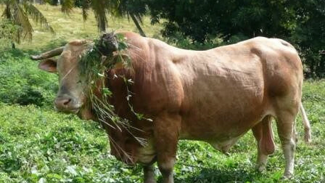 guadalupa: spiagge, natura e rhum