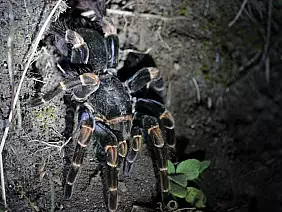 bocas-del-toro-1rzge