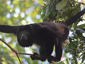 bocas-del-toro-us79j