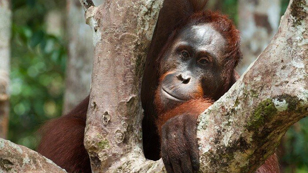 kalimantan, se non è avventura questa