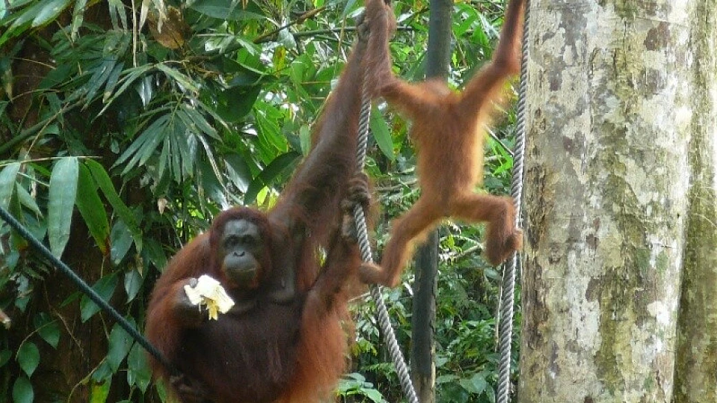 singapore e borneo... tra mare e natura