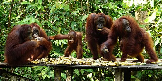 Borneo e Giava, natura cultura e mare