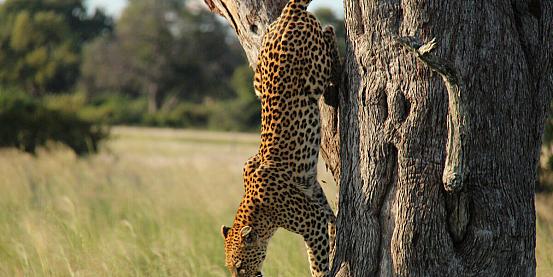 leopardo affamato