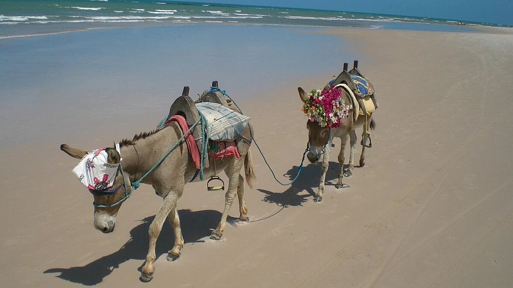 bellezza che incanta, ritmo che coinvolge, realtà