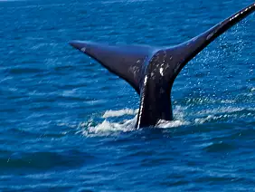 buenos-aires-passeggiata-864t2