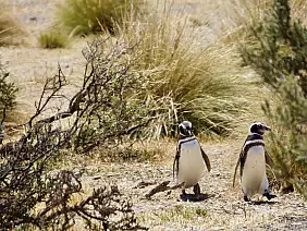 buenos-aires-passeggiata-8gat2