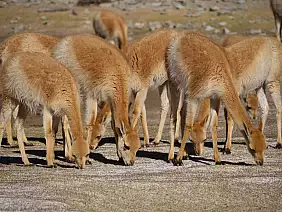 buenos-aires-passeggiata-r5vkh