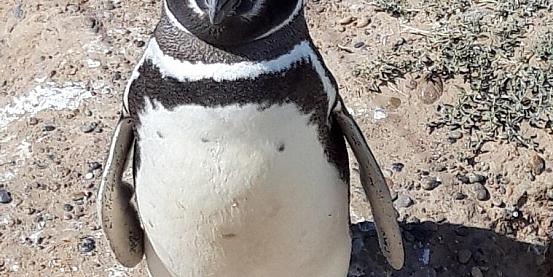pinguino a puerto madryn