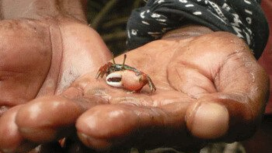 kenya-kole kole e babbuini