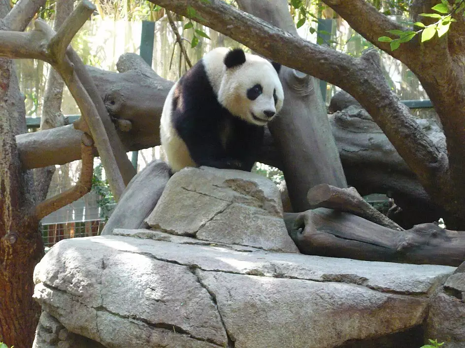 il simpatico panda nello zoo di san diego