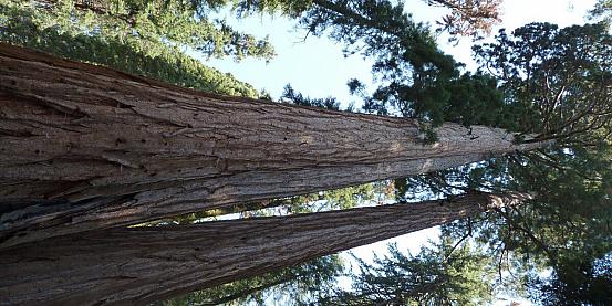 sequoie 2