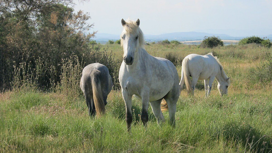 camargue in houseboat