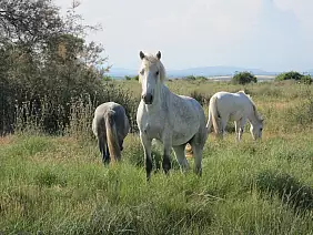 camargue-t2ecy