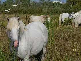 camargue-w6nzd