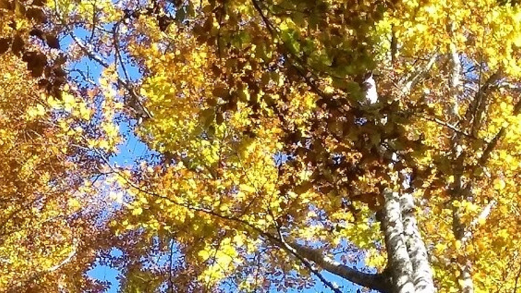 settembre in cansiglio! appuntamenti con le foreste