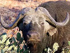 cape-town-mare-2crx7