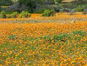 cape-town-mare-2kjdb