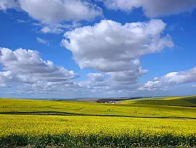 cape-town-mare-3wn39