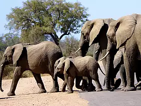 cape-town-mare-4dr33