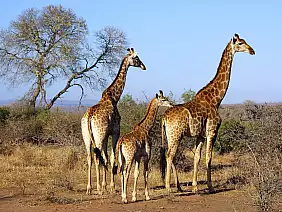 cape-town-mare-4t757