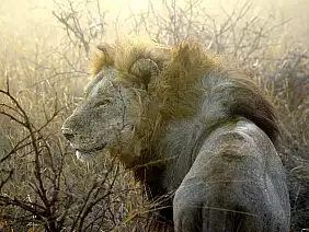 cape-town-mare-65utg