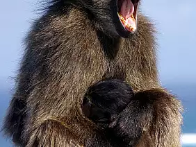 cape-town-mare-67u52