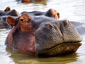 cape-town-mare-6f2pe