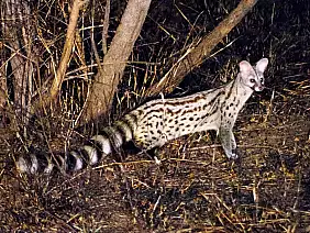 cape-town-mare-6q64h