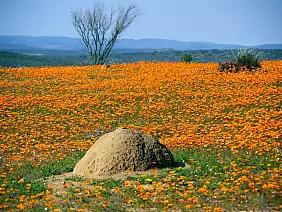 cape-town-mare-6y3g6