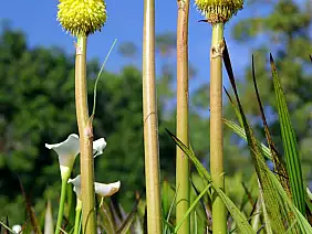 cape-town-mare-7aesv