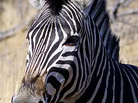 cape-town-mare-7fb53