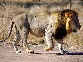 cape-town-mare-9ad6m